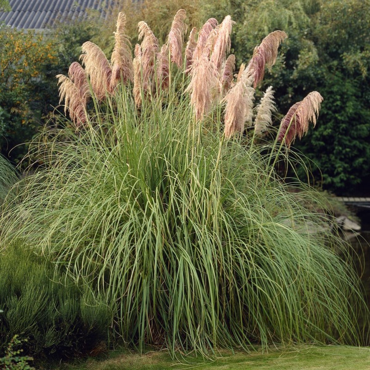 6 x Pampasgras Roze - Hoog Siergras - Cortaderia selloana Rosea in 9x9cm pot met hoogte 5-10cm