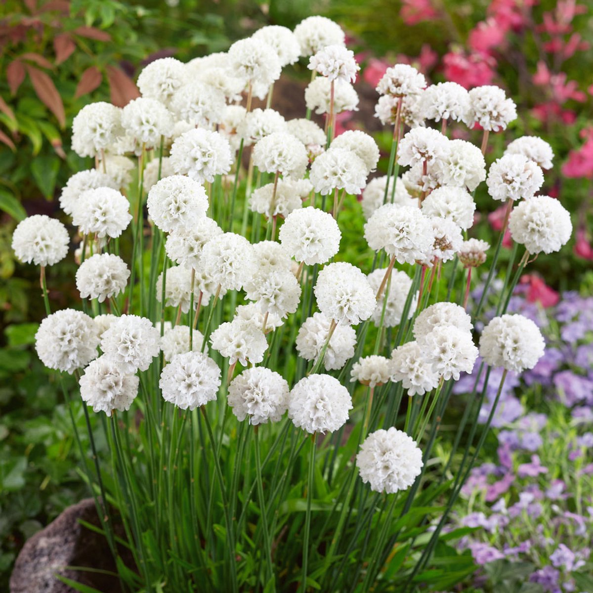 12 x Armeria pseudarmeria 'Ballerina White' - Engels Gras - Wintergroene Vaste Plant in 9x9 pot met hoogte 0-10cm