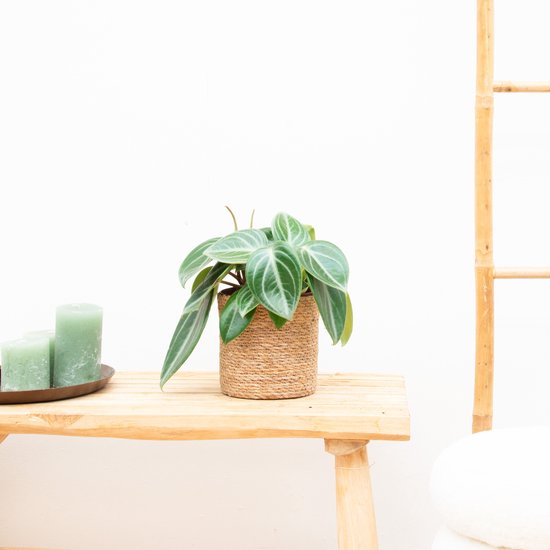 Peperomia – Sarcophylla – Hoogte 30cm
