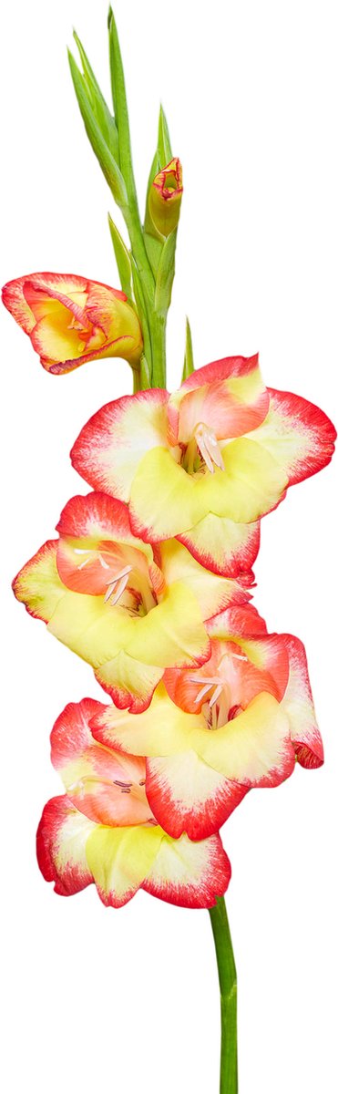 Gladiolenbollen 60 x 'Las Vegas' - The Bulb Farmers - Zomer - NL gekweekt - Gladiolen Bollen - Bloembollen
