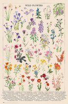 Poster Botanical Wild Flowers 61x91,5cm