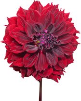 The Bulb Farmers - 12 x Dahlia 'Dark Fubuki' - paars - bloembollen direct van de kweker - zomerbloeier - bolmaat 1 (meest geschikte maat voor in de tuin) - Thuiswinkel waarborg