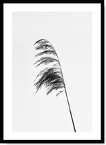 Riet Poster - Zwart Wit - Rietpluim - Minimalistisch Abstract - Muurdecoratie - Wanddecoratie voor Woonkamer & Slaapkamer - Foto - Print - 50x70cm