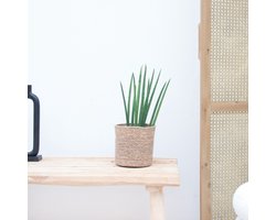 Sansevieria cylindrica 'Bacularis' - 40cm
