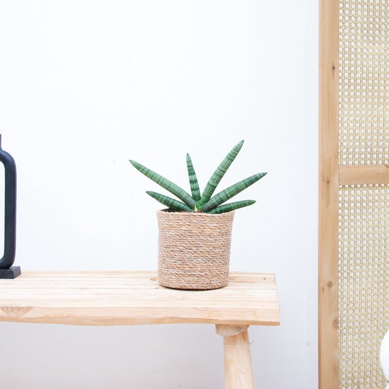 Sansevieria cylindrica 'Twist' - 40cm