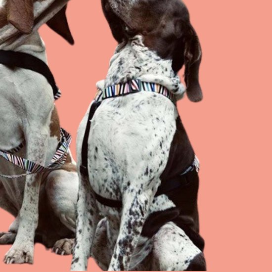 Harnais pour chien Morso Harnais en H Incident de spaghetti recyclé