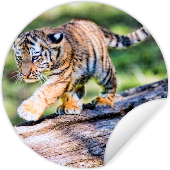 Tigre - Cub - Arbre Aluminium XXL