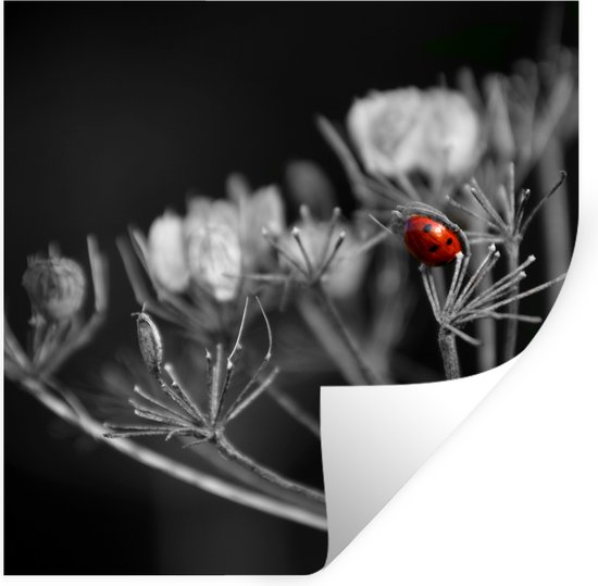 Muurstickers - Sticker Folie - Zwart-wit foto van een rode lieveheersbeestje op een plant - 100x100 cm - Plakfolie - Muurstickers Kinderkamer - Zelfklevend Behang XXL - Zelfklevend behangpapier - Stickerfolie