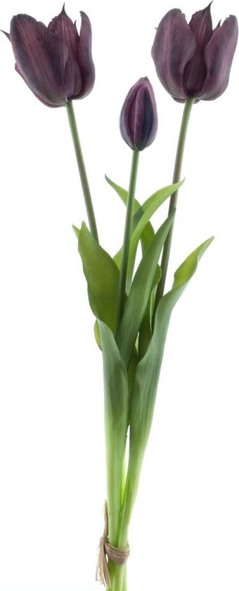Tulp Bundel Sally Aubergine - 48 cm