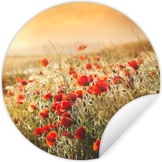 Cercle de papier peint - Rayons de soleil sur un bouquet de coquelicots - 80x80 cm - Cercle mural