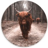 WallCircle - Kamer decoratie aesthetic - Wandcirkel - Muurcirkel Binnen - Schotse hooglander - Bos - Koe - Dieren - Natuur - 90x90 cm - Wanddecoratie - Ronde Schilderijen