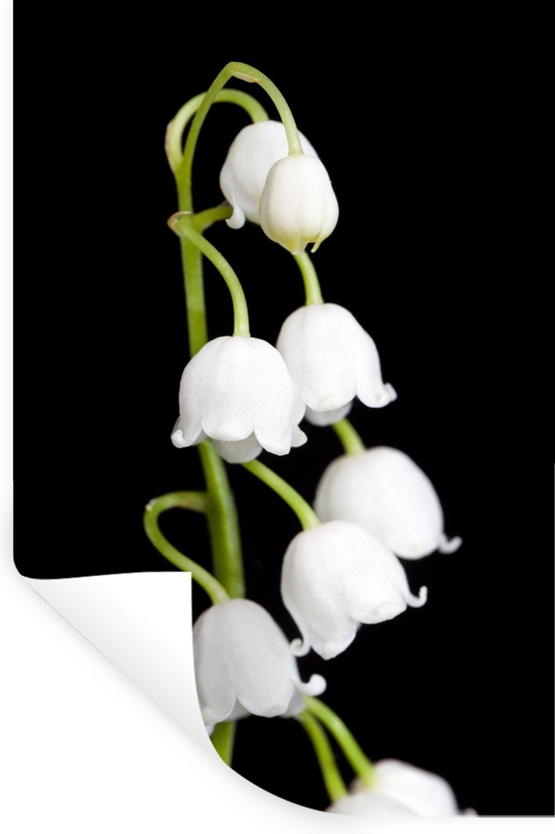 Muurstickers - Sticker Folie - Lelietjes van dalen - Bloemen - Zwart - Flora - 40x60 cm - 