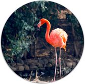 Label2X - Muurcirkel flamingo - Ø 40 cm - Forex - Multicolor - Wandcirkel - Rond Schilderij - Muurdecoratie Cirkel - Wandecoratie rond - Decoratie voor woonkamer of slaapkamer