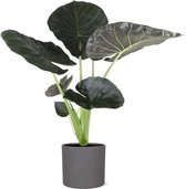 NatureNest - Olfiantsoor - Alocasia Regal Shield - Inclusief pot - 1 Stuk - 110cm