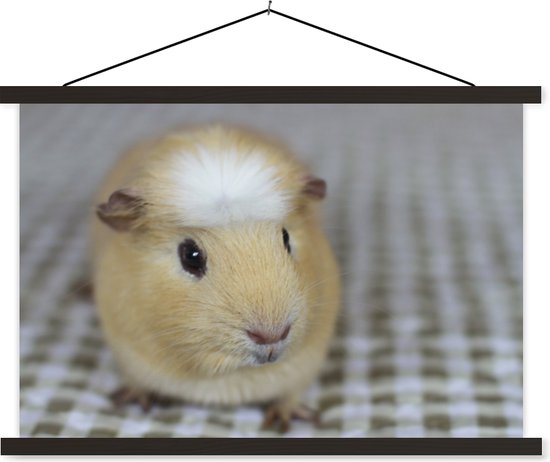 Affiche textielposter petit cochon d'Inde 90x60 cm