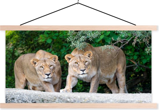 Foto: Posterhanger incl poster schoolplaat leeuwinnen wilde dieren jacht 150x75 cm blanke latten