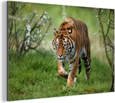 Wanddecoratie Metaal - Aluminium Schilderij Industrieel - Close-up van een Sumatraanse tijger - 60x40 cm - Dibond - Foto op aluminium - Industriële muurdecoratie - Voor de woonkamer/slaapkamer