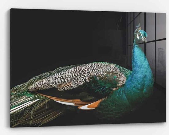 Wallfield™ - Peacock | Glasschilderij | Gehard glas | 60 x 90 cm | Magnetisch Ophangsysteem