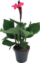 Plant in a Box - Canna 'Cannova' - Bloemriet - Canna Lily Roze - Bloeiende Plant - Pot 17cm - Hoogte 35-45cm