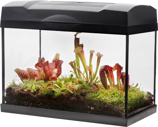 Foto: Vdvelde com terrarium xl met lamp vleesetende planten terrarium 5 verschillende vleesetende plant soorten l39xb21xh31 cm