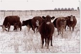 Muurdecoratie Koeien - Sneeuw - Winter - 180x120 cm - Tuinposter - Tuindoek - Buitenposter