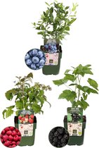 Plants by Frank | "Vruchten feestje" BIO Fruitplanten mix set van 3 verschillende soorten | 100% Biologisch gekweekt | Fruittuin | Fruit | Planten | Tuinplanten