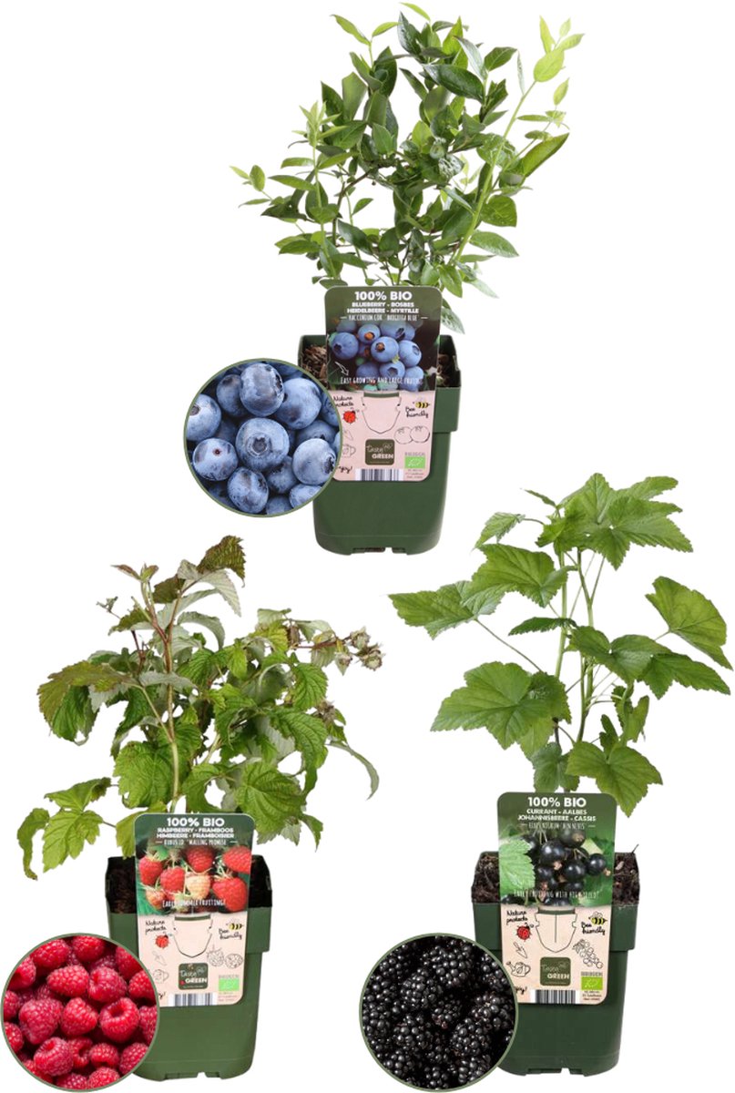Plants by Frank | Vruchten feestje BIO Fruitplanten mix set van 3 verschillende soorten | 100% Biologisch gekweekt | Fruittuin | Fruit | Planten | Tuinplanten