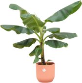 Bananenplant (Musa) inclusief elho Vibes Fold Round roze - Potmaat 22cm - Hoogte 100cm