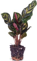 Calathea Makoyana - Pauwenplant - Terrarium plant - Potmaat 6