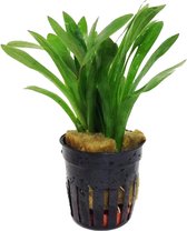 AQUAlook Sagittaria Subulata | Klein Pijlkruid | in 5cm pot P5