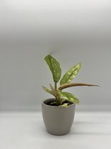 Philodendron Ring of Fire - Philodendron Narrow variegata - plante d'intérieur pour bébé aux feuilles orange-vert