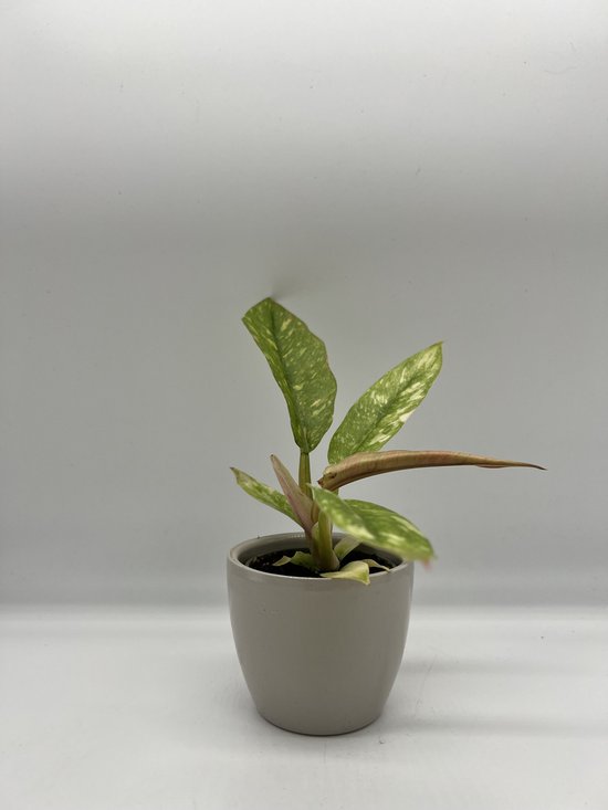 Philodendron Ring of Fire - Philodendron Narrow variegata - baby kamerplant  met oranje... | bol