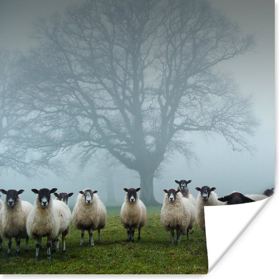Kudde in de mist Poster 50x50 cm - Foto print op Poster (wanddecoratie)