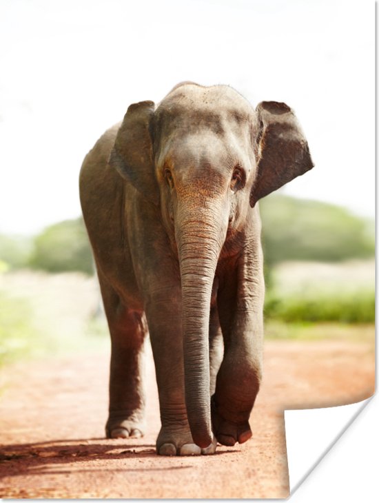 Poster Wandelende olifant - 30x40 cm