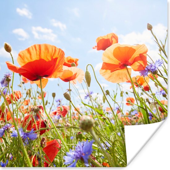 Poster Bloemen - Klaproos - Lente - Natuur - Rood - Blauw - 75x75 cm