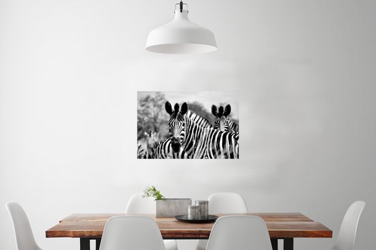 Poster Zebra - Zwart - Wit - Animaux - 90x60 cm