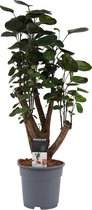 Groene plant – Polyscias (Polyscias Fabian) – Hoogte: 60 cm – van Botanicly