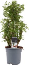Groene plant – Polyscias (Polyscias Hawaiiana Ming) – Hoogte: 65 cm – van Botanicly