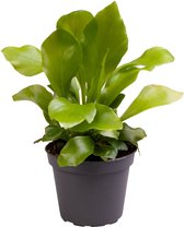 Varen – Nestvaren (Asplenium Nidus) – Hoogte: 15 cm – van Botanicly
