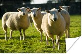 Poster troupeau de moutons dans les pâturages 150x75 cm - Tirage photo sur Poster (décoration murale salon / chambre) / Poster Animaux