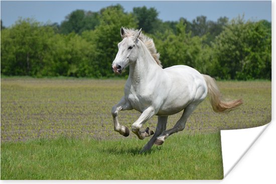 Poster Paarden - Natuur - Wit - 90x60 cm