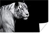 Studio shot witte tijger op zwarte achtergrond in zwart-wit poster papier 90x60 cm - Foto print op Poster (wanddecoratie woonkamer / slaapkamer) / Close-Up Poster