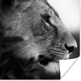 Poster Lion - Animaux sauvages - Jungle - Zwart - Wit - 50x50 cm