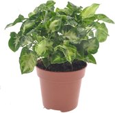 Groene plant – Gatenplant (Syngonium Pixie) – Hoogte: 20 cm – van Botanicly