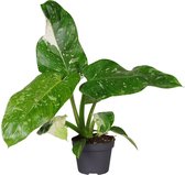 Groene plant – Philodendron (Philodendron Jose Buono) – Hoogte: 30 cm – van Botanicly