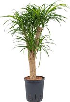 Groene plant – Pleomele Dracaena Anita (Pleomele Dracaena Anita) – Hoogte: 85 cm – van Botanicly