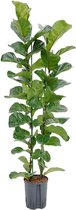 Groene plant – Vioolplant (Ficus lyrata Bambino) – Hoogte: 120 cm – van Botanicly