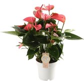 Groene plant – Flamingoplant (Anthurium Pink Champion) – Hoogte: 50 cm – van Botanicly