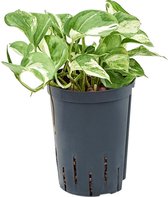 Groene plant – Epipremnum (Scindapsus Epipremnum Happy Leaf) – Hoogte: 30 cm – van Botanicly