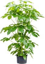 Groene plant – Vingersboom (Schefflera Amate) – Hoogte: 150 cm – van Botanicly